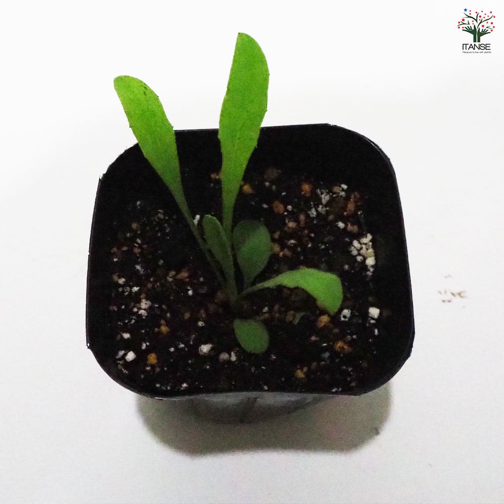 コーンフラワー ワイルド 【ハーブの苗 9cmポット】