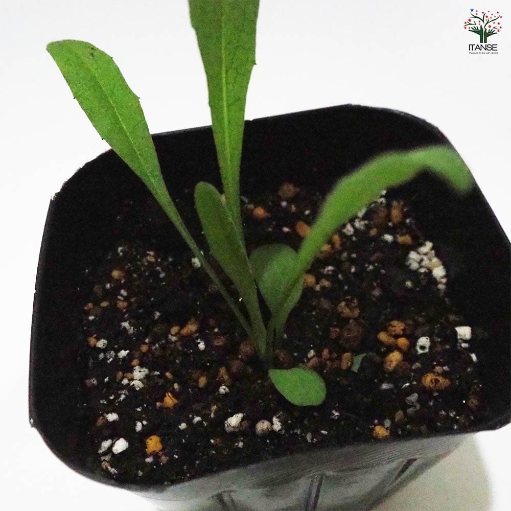 コーンフラワー ワイルド 【ハーブの苗 9cmポット】