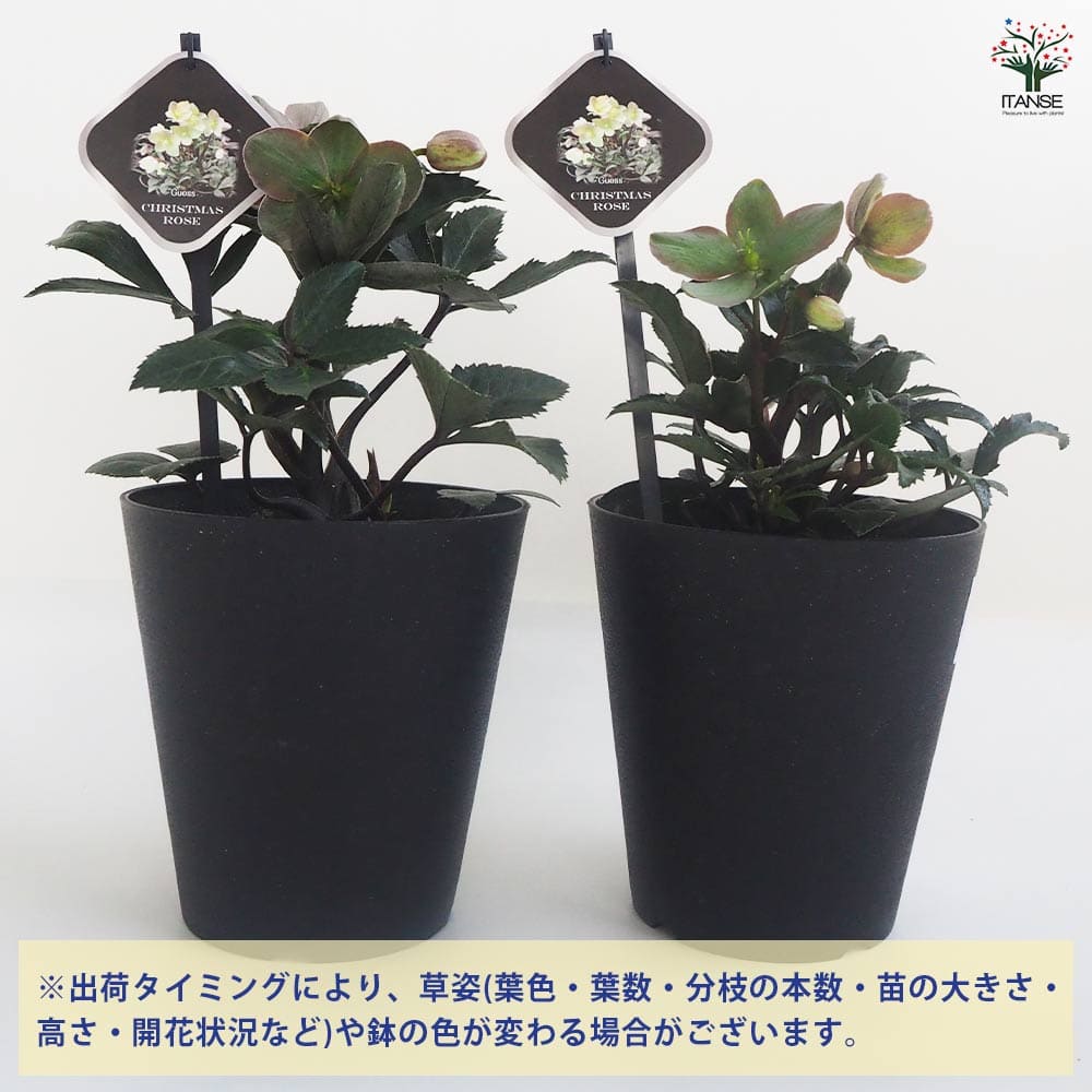 クリスマスローズ Guess(ゲス) 【花苗 5号鉢／1個売り】｜ 【植物の