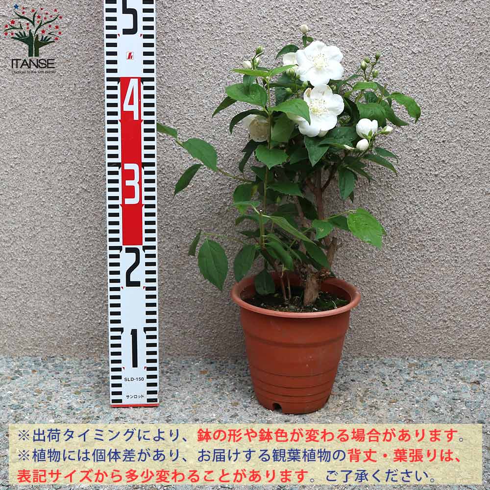 クリアランス売れ済 バイカウツギ 梅花空木 苗 4d53d1f3 を安く買う方法 Pn Batam Go Id クリアランス売れ済 バイカウツギ 梅花空木 苗 4d53d1f3 を安く買う方法 Pn Batam Go Id