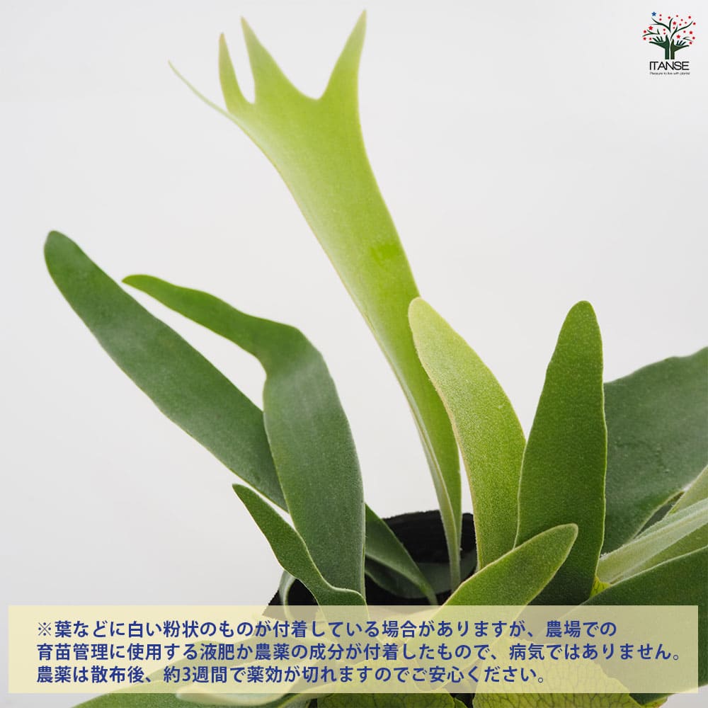 観葉植物 コウモリラン ベイチー 【観葉植物 5号/1個売り】