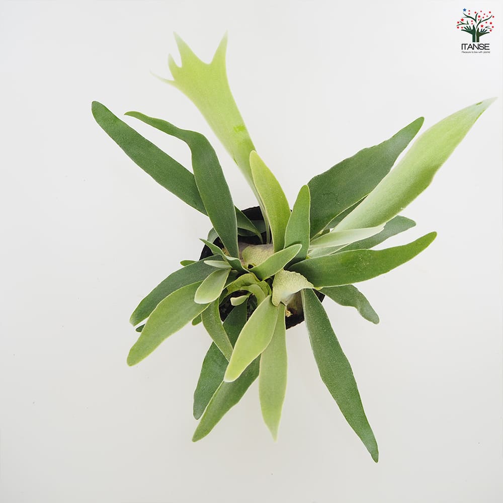 観葉植物 コウモリラン ベイチー 【観葉植物 5号/1個売り】