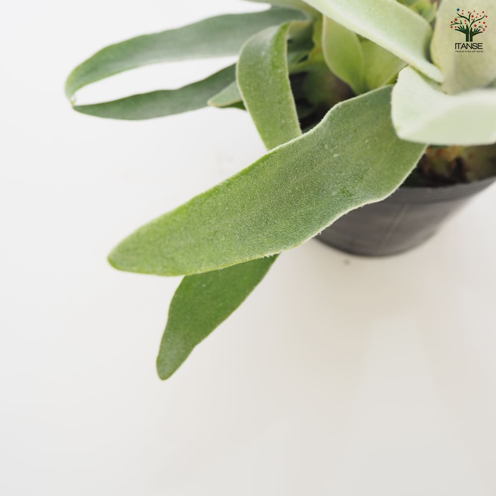 観葉植物 コウモリラン ベイチー 【観葉植物 5号/1個売り】