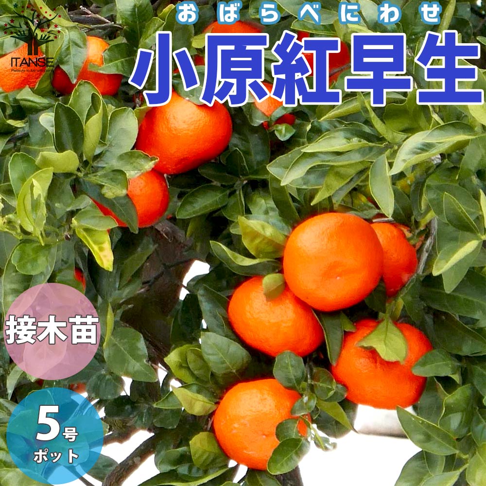 柑橘　果樹苗　小原紅早生　赤いみかんの木 みかんの苗 小原紅早生(おばらべにわせ)【果樹の苗木 15cmポット