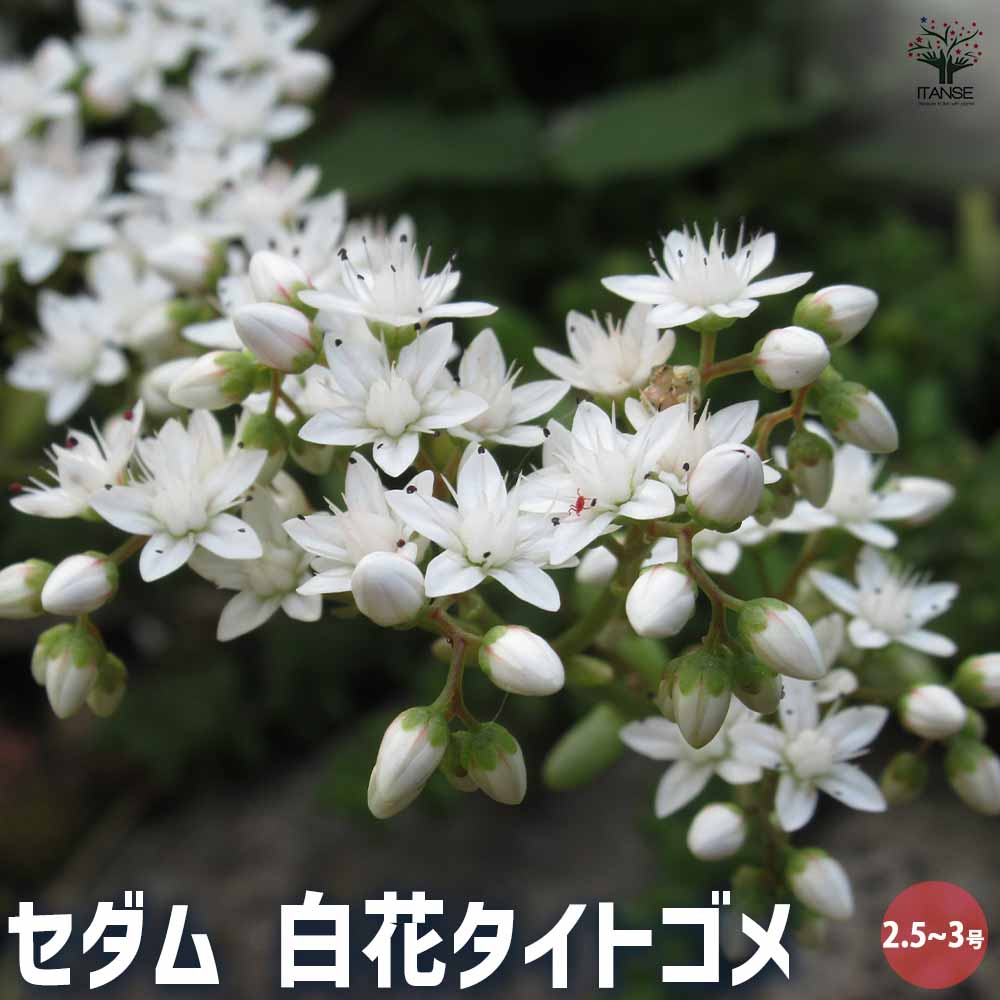 セダム タイトゴメ白花 【多肉植物 2.5～3号】｜ 【植物のITANSE