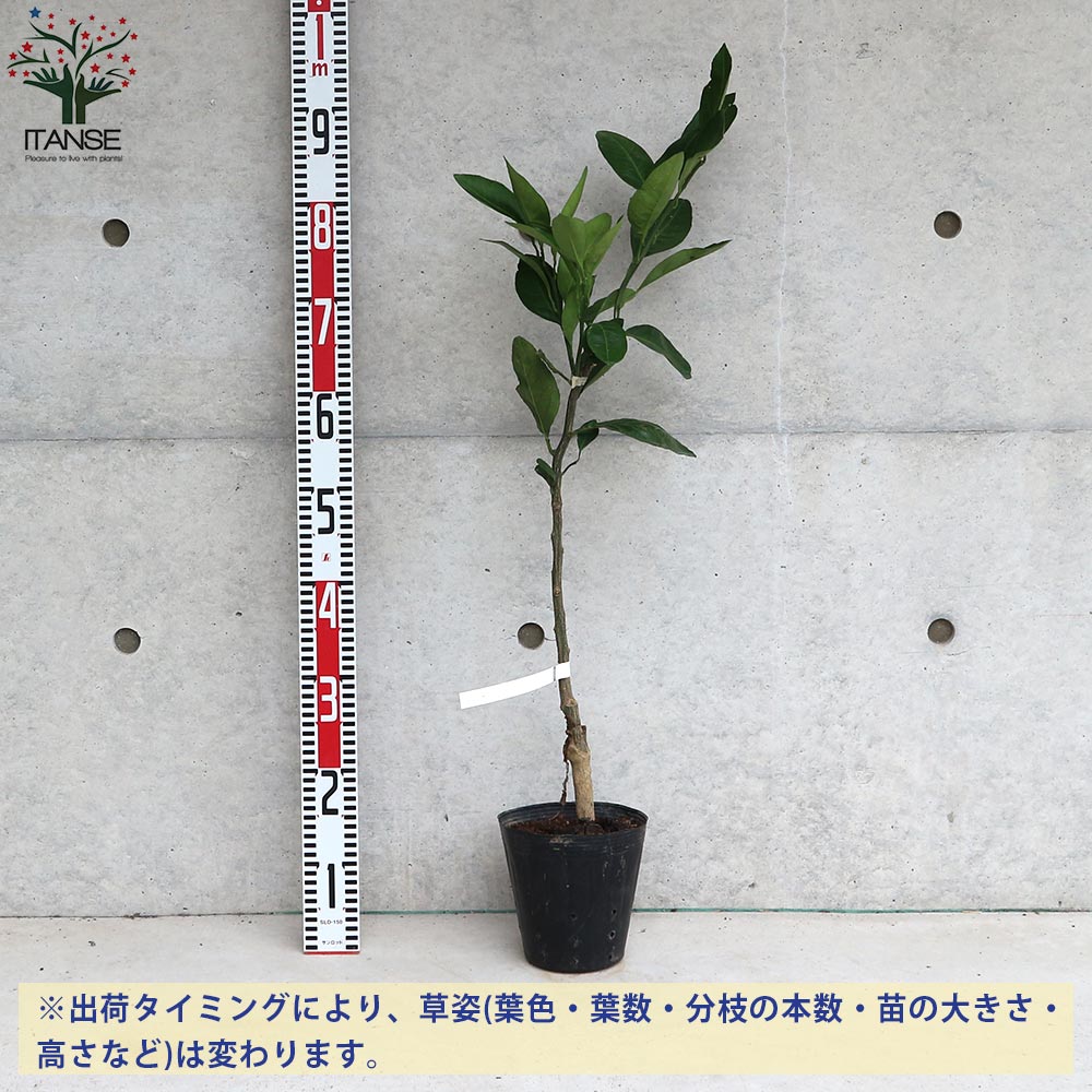 みかんの苗 小原紅早生(おばらべにわせ)【果樹の苗木 15cmポット 1～2年生 接木苗】