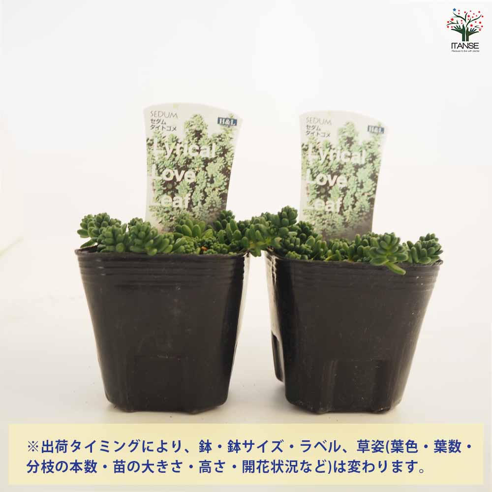 セダム タイトゴメ白花 【多肉植物 2.5～3号】｜ 【植物のITANSE