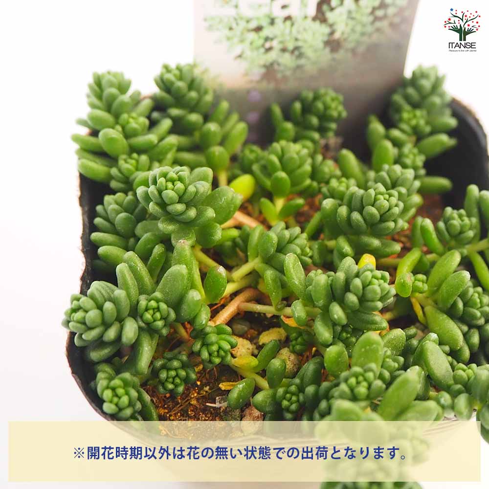 セダム タイトゴメ白花 【多肉植物 2.5～3号】｜ 【植物のITANSE