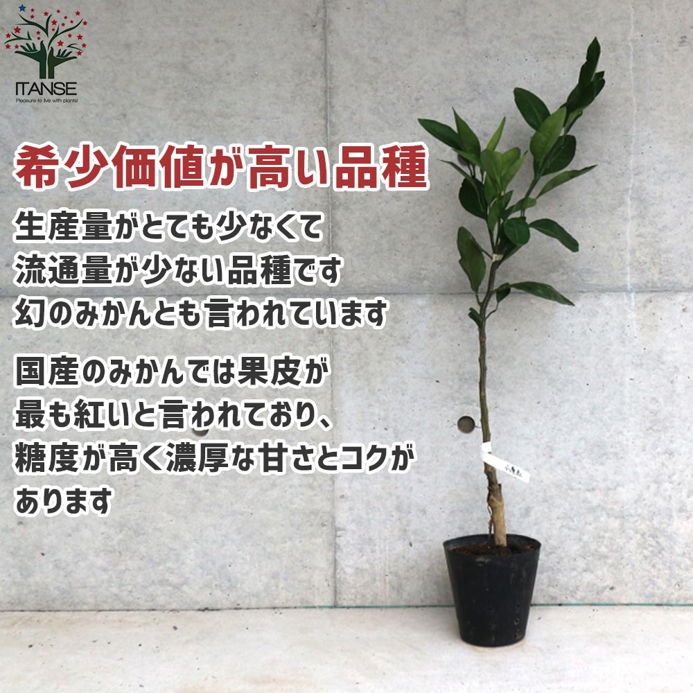 みかんの苗 小原紅早生(おばらべにわせ)【果樹の苗木 15cmポット 1～2年生 接木苗】