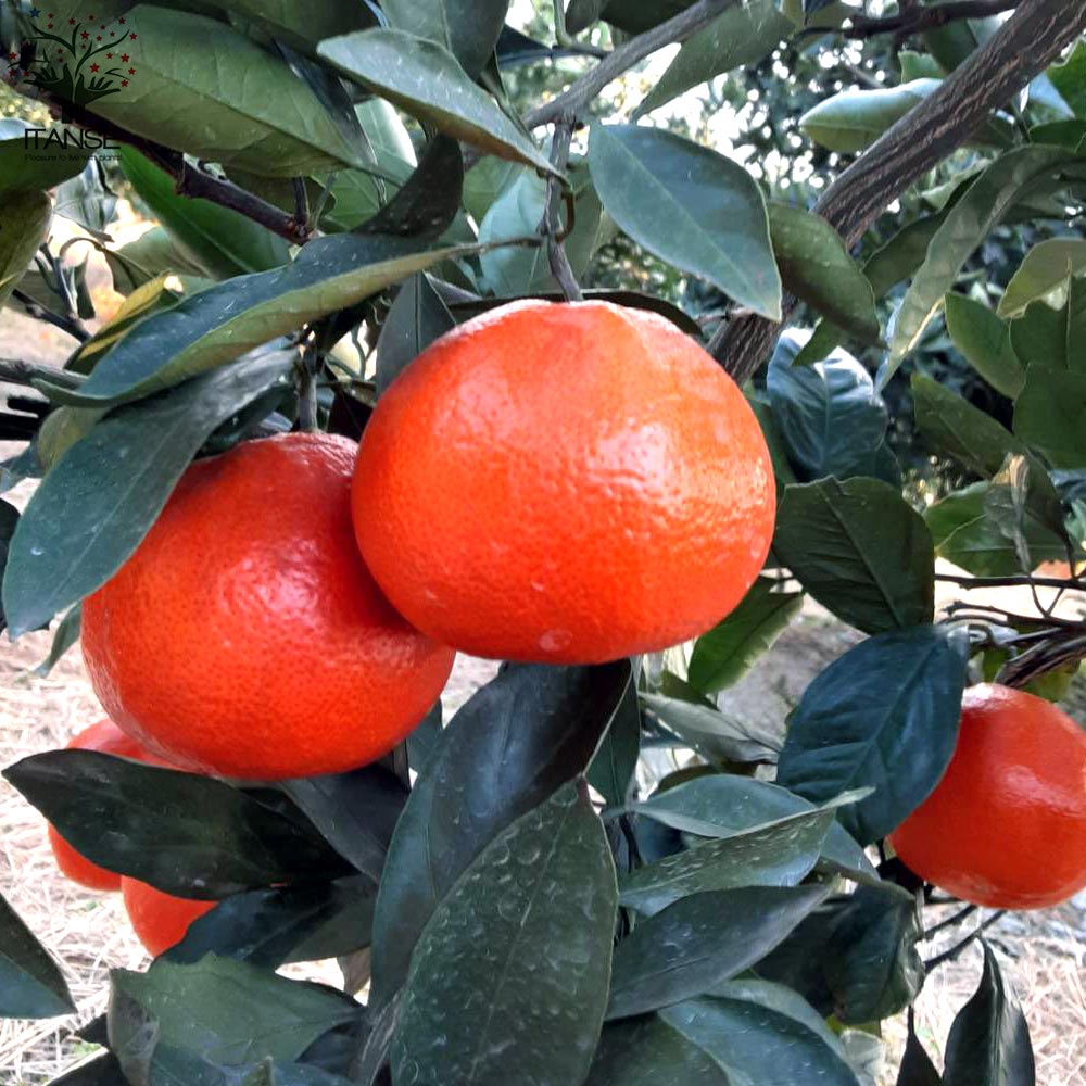 みかんの苗 小原紅早生(おばらべにわせ)【果樹の苗木 15cmポット 1～2年生 接木苗】