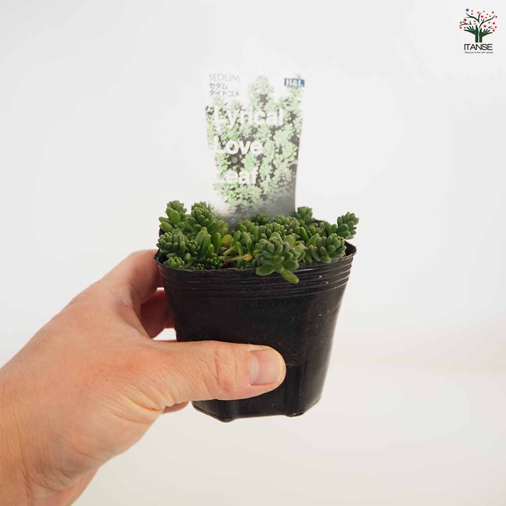 セダム タイトゴメ白花 【多肉植物 2.5～3号】｜ 【植物のITANSE