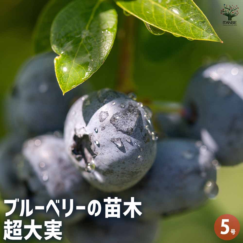 ブルーベリー 超大実 【果樹の苗木 5号／1個売り】