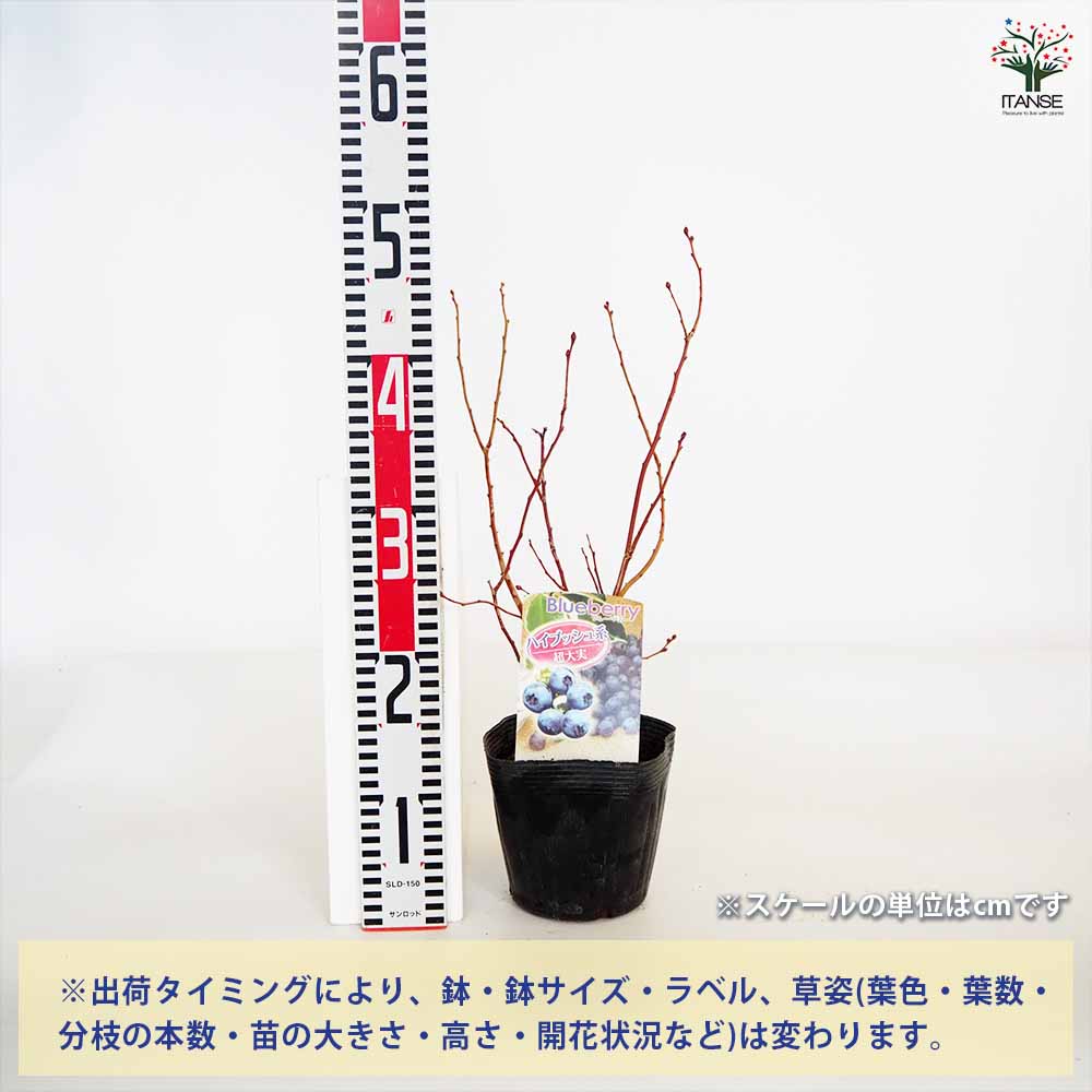 ブルーベリー 超大実 【果樹の苗木 5号／1個売り】