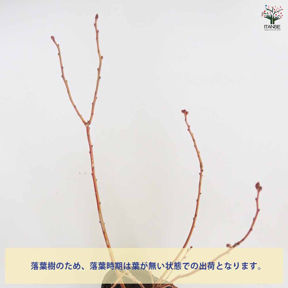 ブルーベリー 超大実 【果樹の苗木 5号／1個売り】