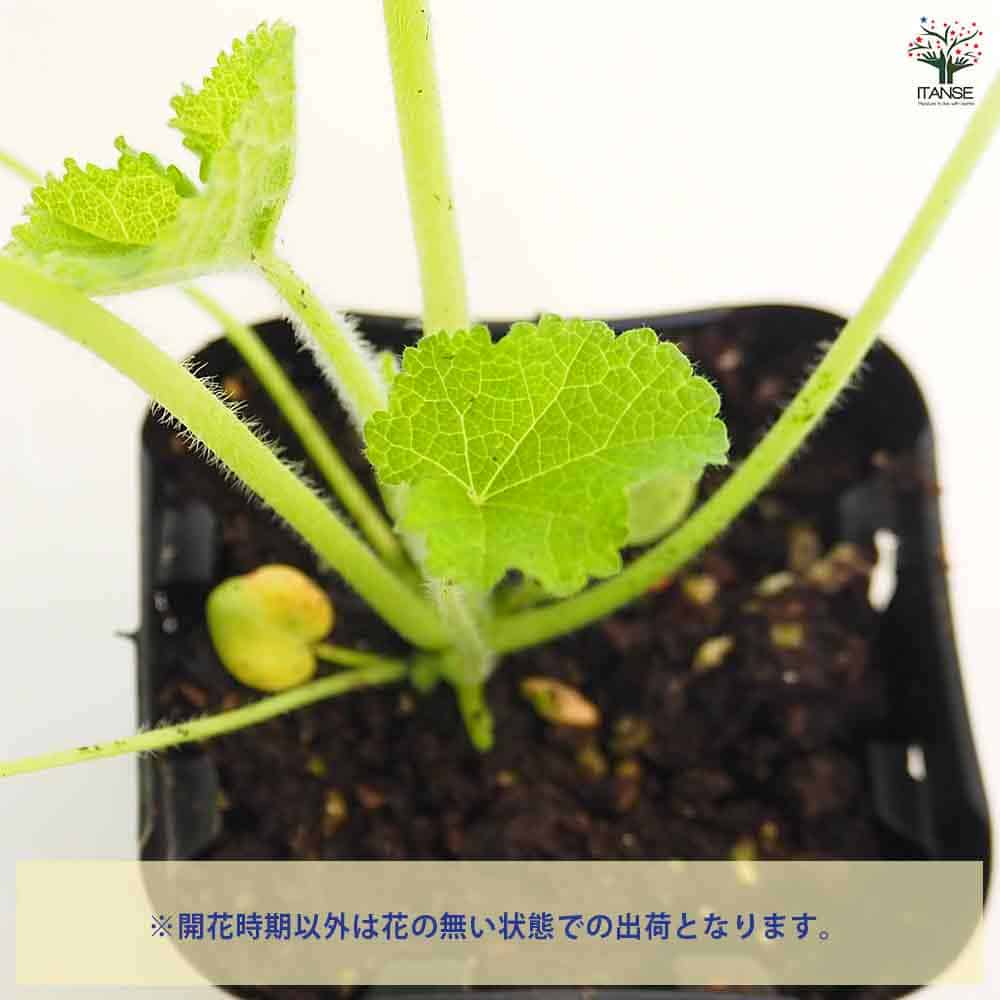 ホリホック スプリングセレブ ホワイト 【花苗 3号】| 【植物の ホリホック スプリングセレブ ホワイト 【花苗 3号】| 【植物の