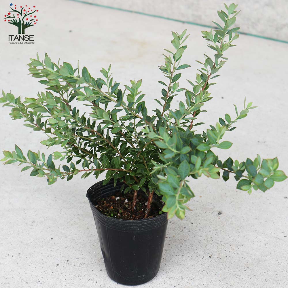 ブルーベリーの苗木 ネイティブ ブルーベリー プリティー 【果樹の苗