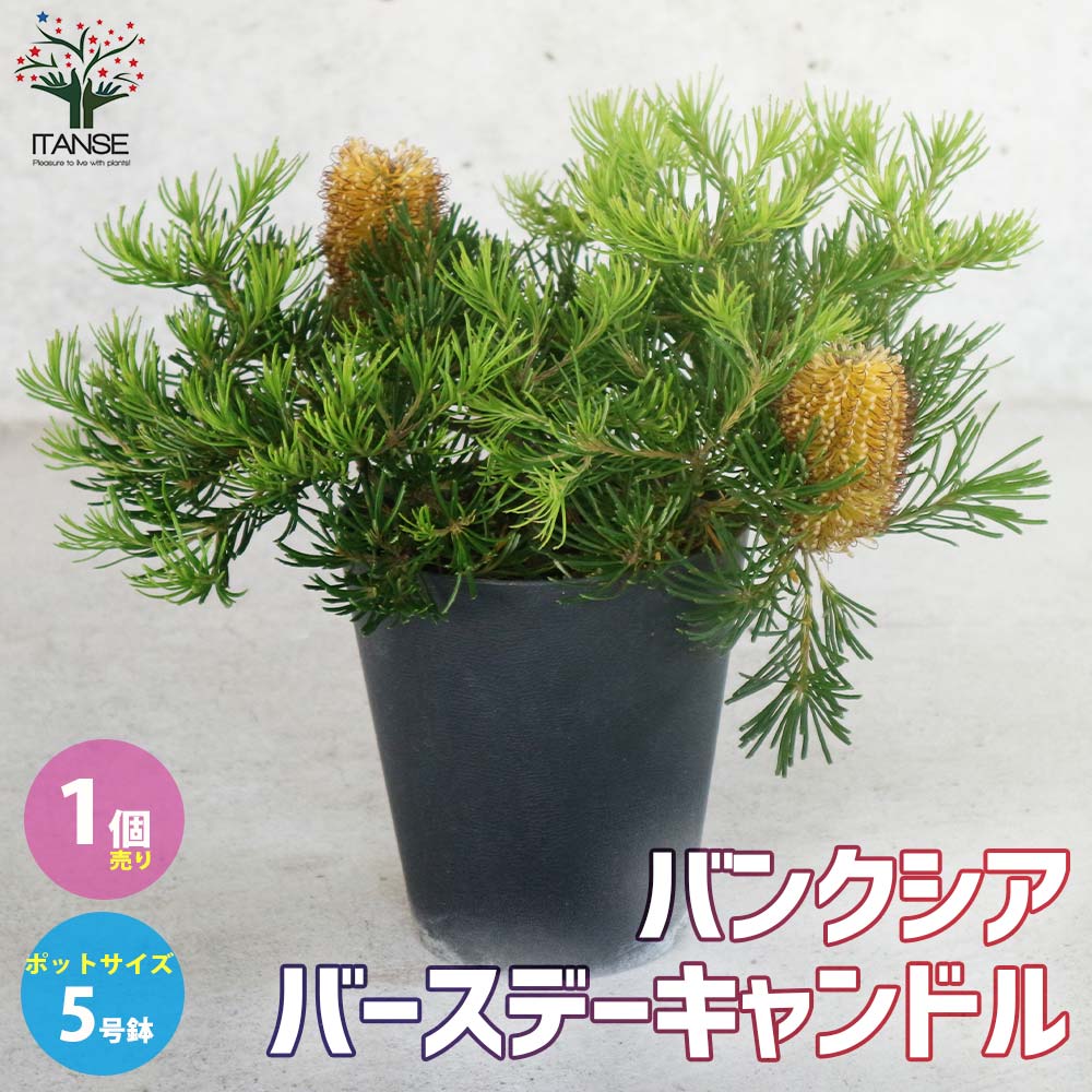 ①バースデーキャンドル　バンクシア バンクシア バースデーキャンドル | 多気園芸 Online Shop