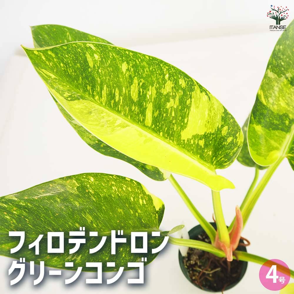 フィロデンドロン グリーンコンゴ 【観葉植物 4号／1個売り】｜ 【植物