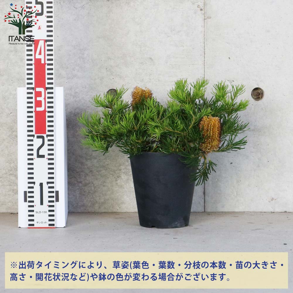 ③花芽付きバンクシア バースデーキャンドル6号鉢　大苗 バンクシア バースデーキャンドル | 沼ノ上農園