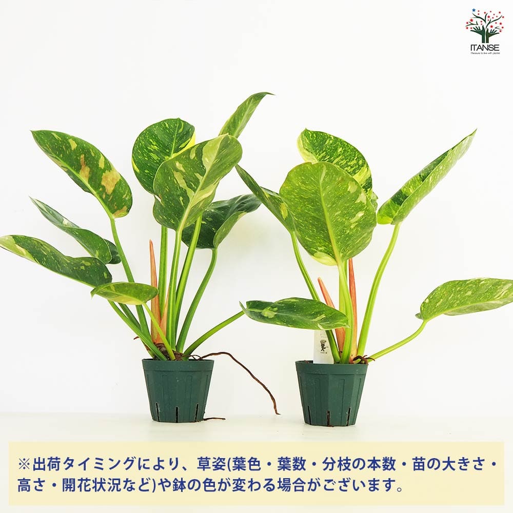 フィロデンドロン グリーンコンゴ 【観葉植物 4号／1個売り】｜ 【植物