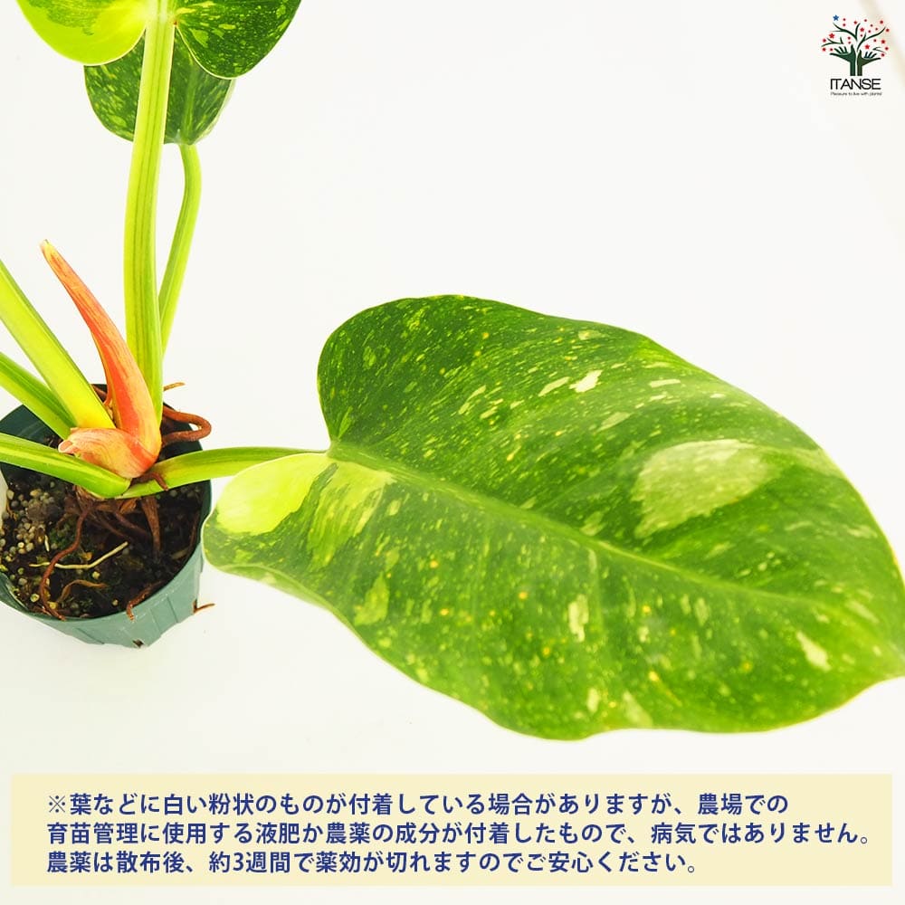 フィロデンドロン グリーンコンゴ 【観葉植物 4号／1個売り】｜ 【植物