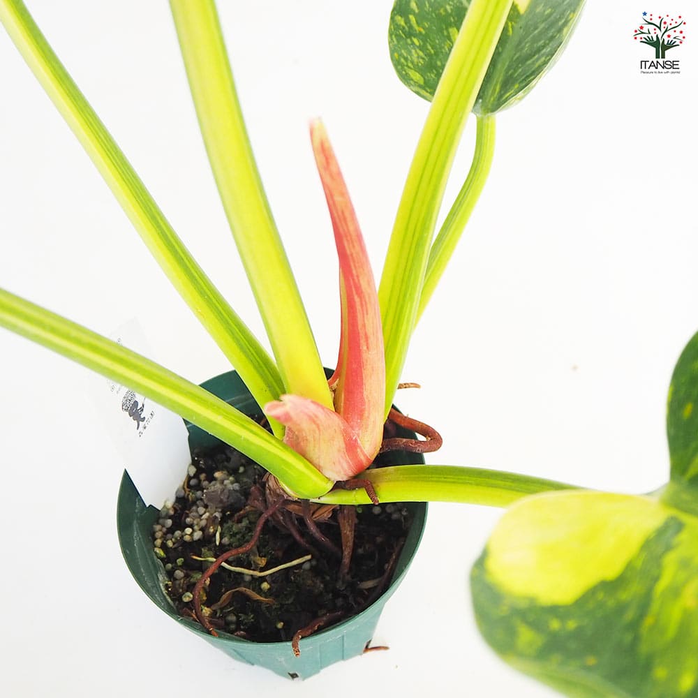 フィロデンドロン グリーンコンゴ 【観葉植物 4号／1個売り】｜ 【植物