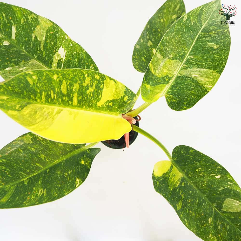 フィロデンドロン グリーンコンゴ 【観葉植物 4号／1個売り】｜ 【植物