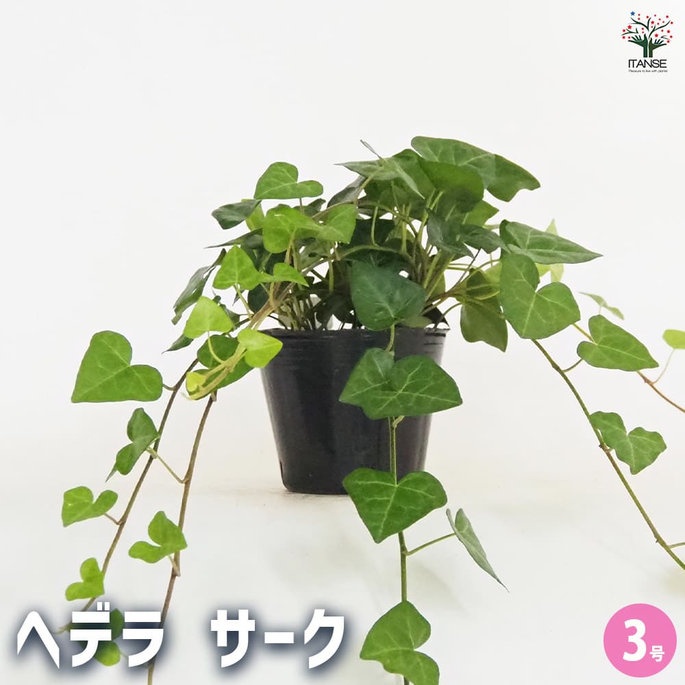 ヘデラ サーク 【観葉植物 3号】