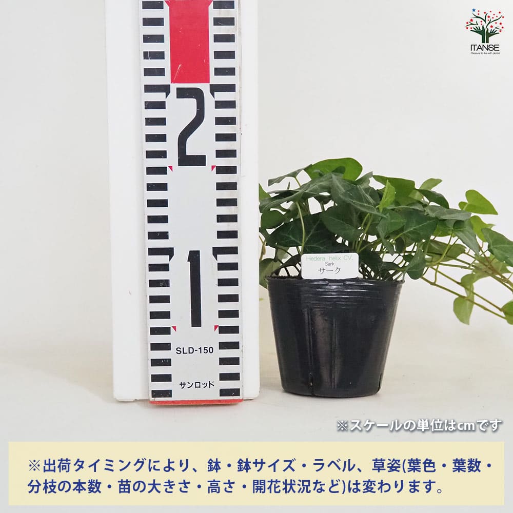 ヘデラ サーク 【観葉植物 3号】