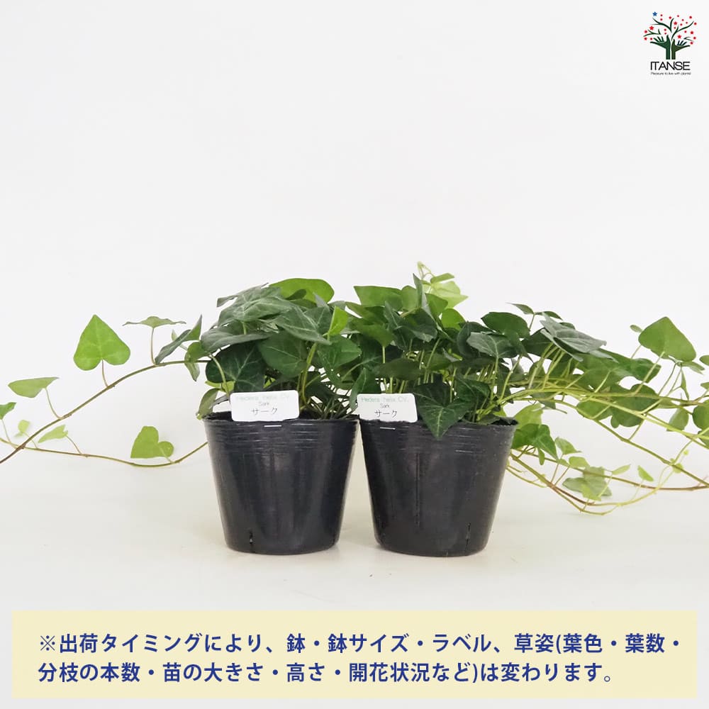 ヘデラ サーク 【観葉植物 3号】