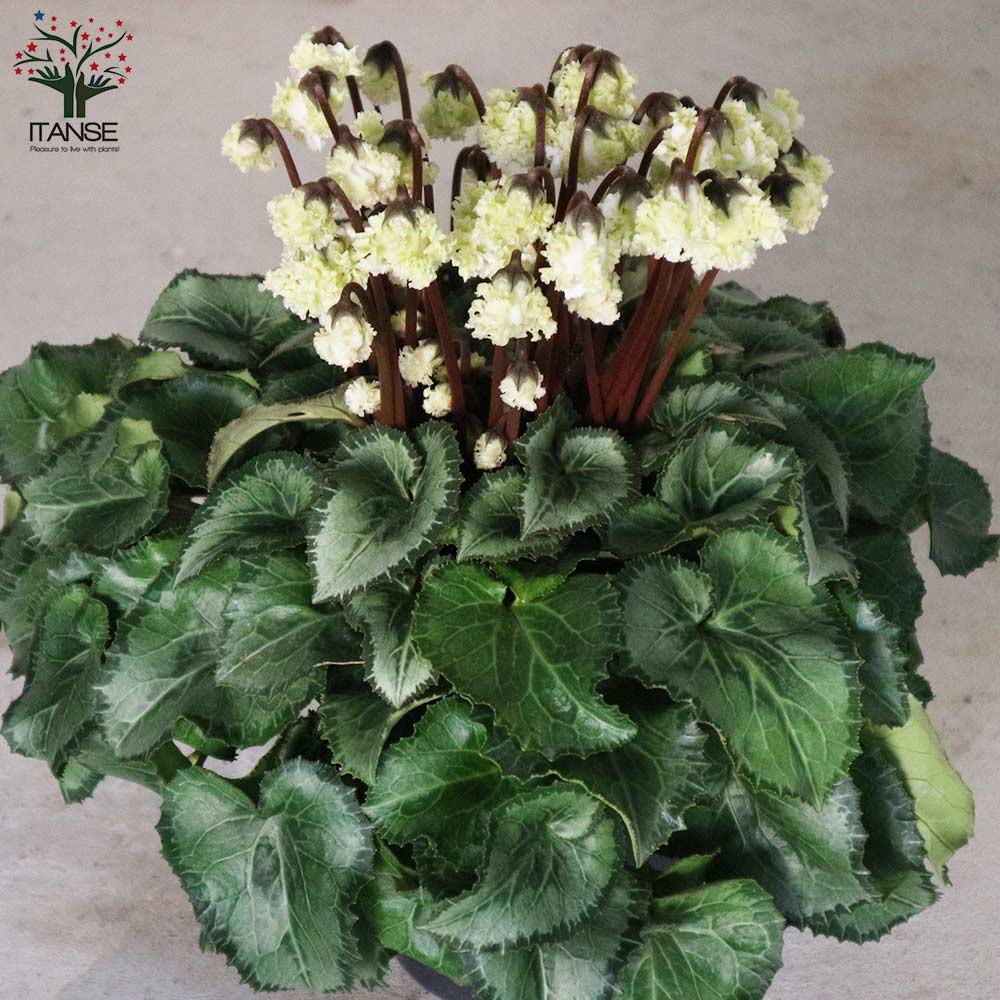 まーる‼︎ シクラメン苗　シクラメン　スワン　1ポット シクラメン・スワングリーン【花苗 5号 底面給水鉢 開花株／1個売り