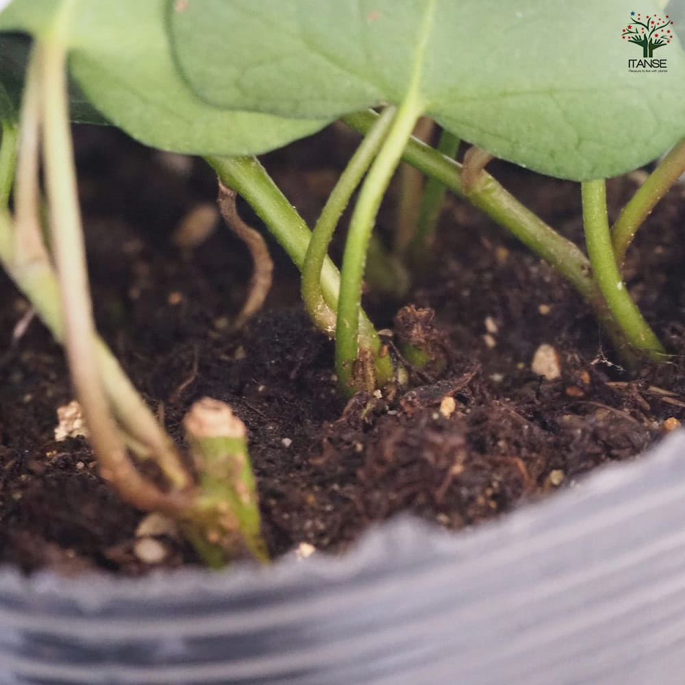 ヘデラ サーク 【観葉植物 3号】