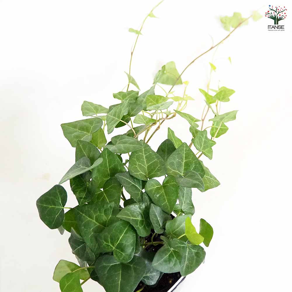 ヘデラ サーク 【観葉植物 3号】