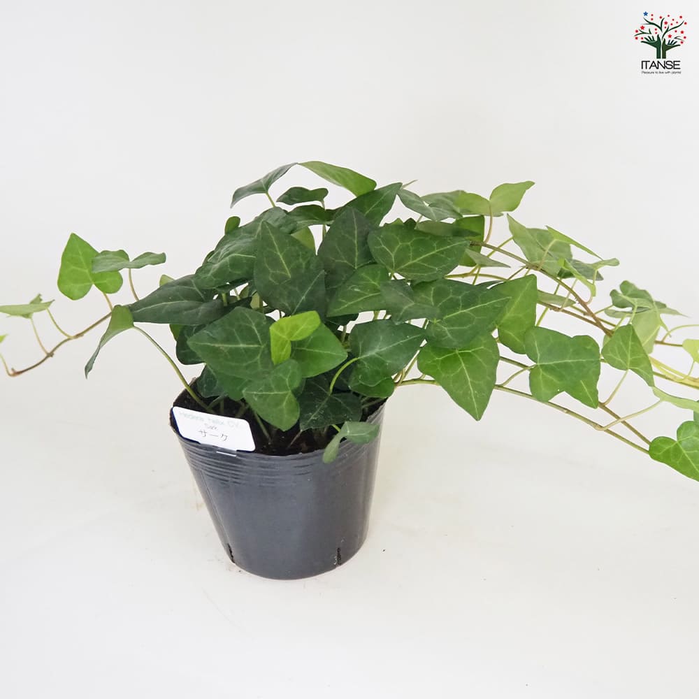 ヘデラ サーク 【観葉植物 3号】