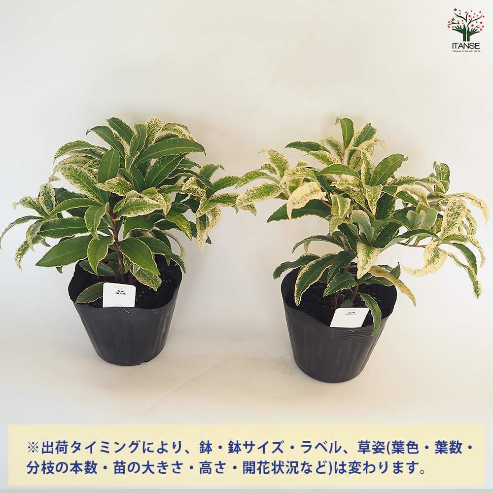 fukumimi　万両　福包　斑入り　５号鉢つき　変わり葉❗ fukumimi 万両 福包 斑入り 5号鉢つき 変わり葉❗ 万両 福