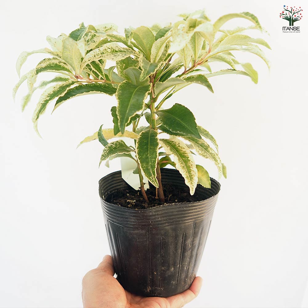 万両 斑入り葉 【花木苗 5号】｜ 【植物のITANSE】全品