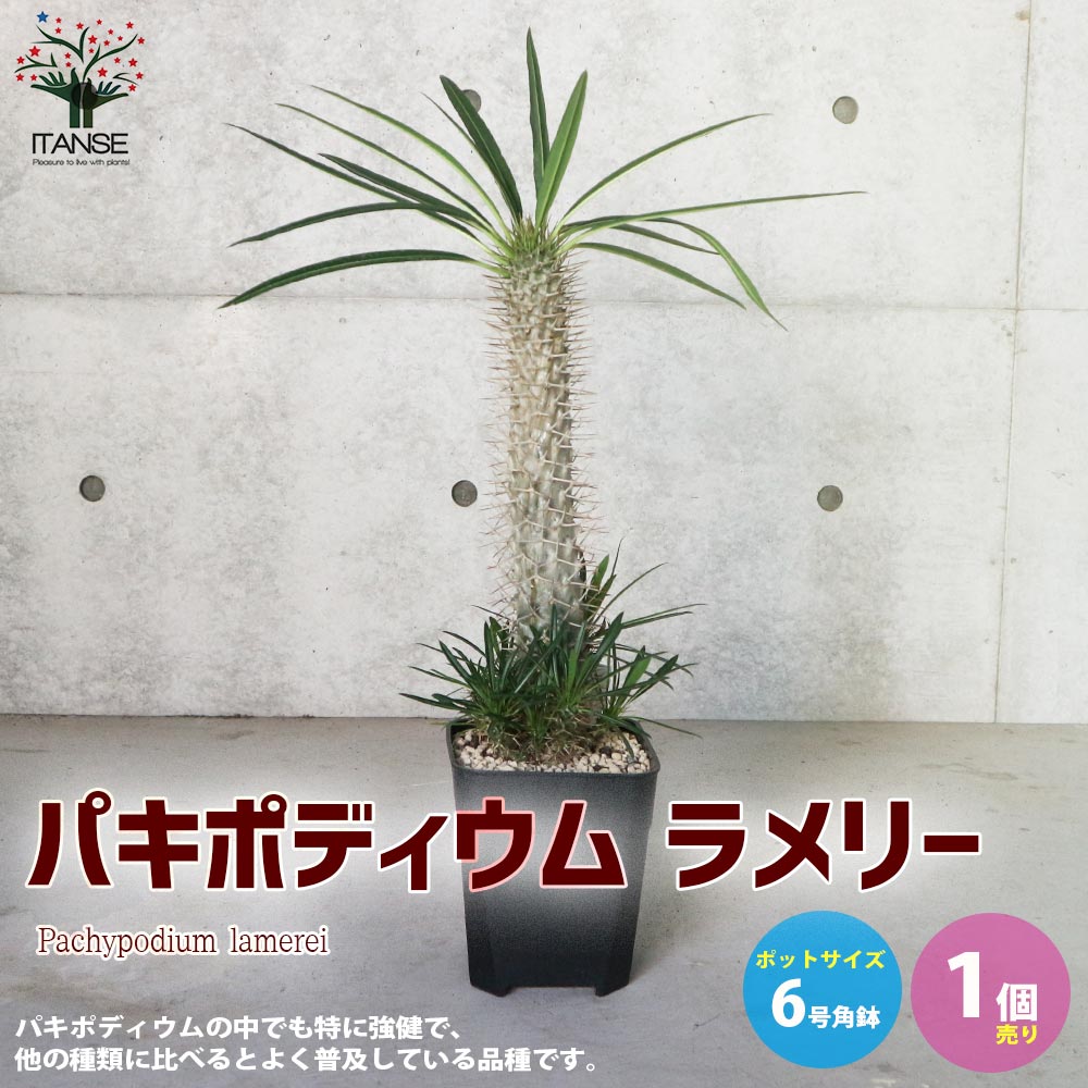 パキポディウム ラメリー 【観葉植物 6号角鉢 珍奇植物／多肉植物／1個