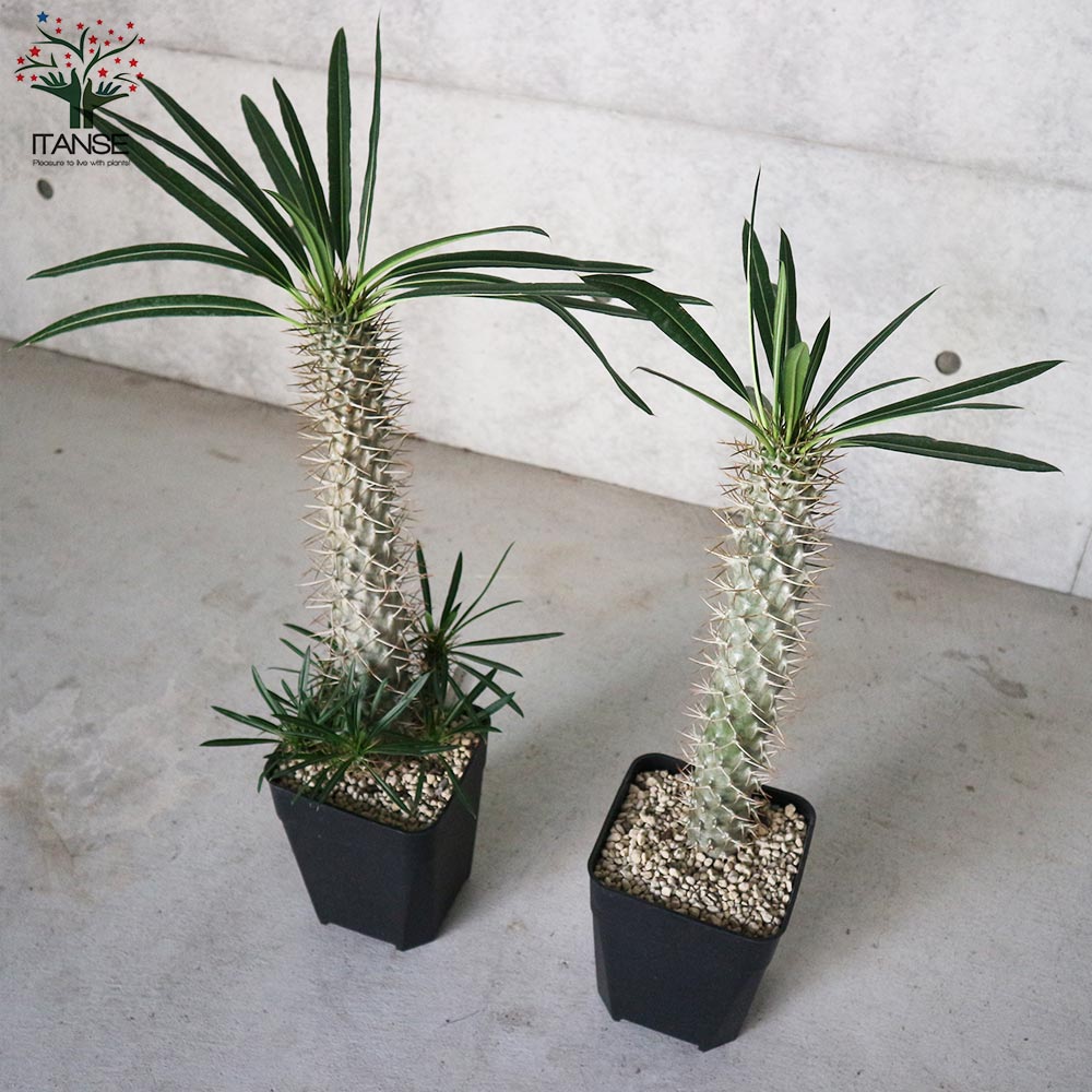 貴重！パキポディウム ラメリー 6頭 多頭 パキポディウム ラメレイ