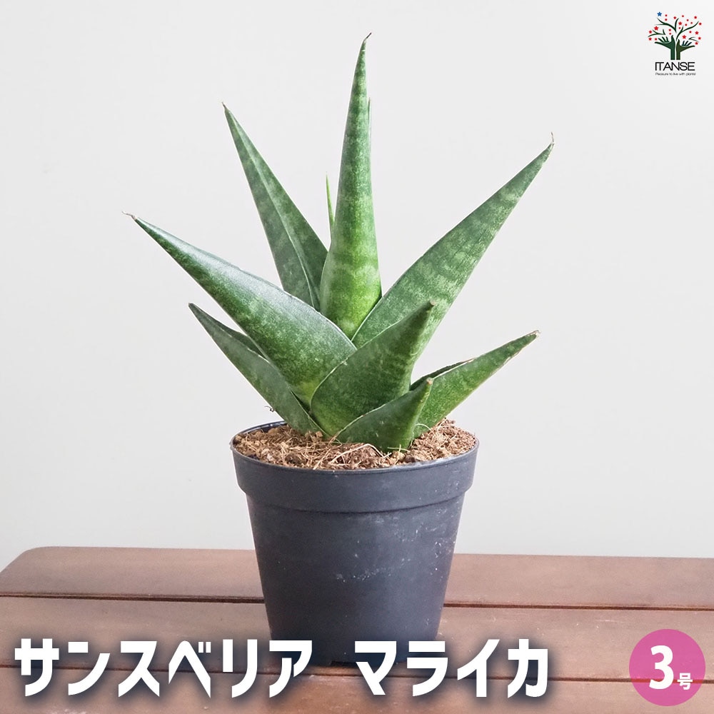 サンスベリア マライカ 【観葉植物 3号／1個売り】