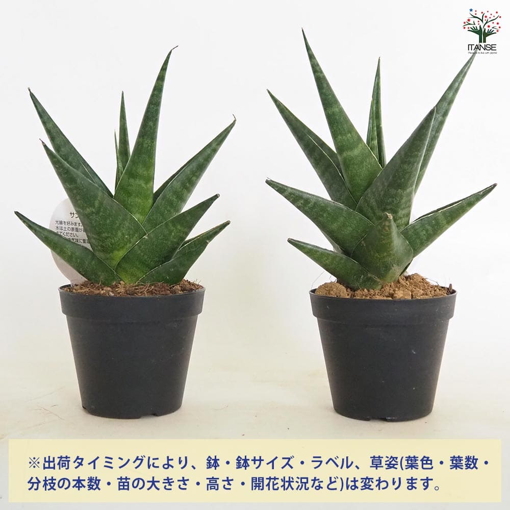 サンスベリア マライカ 【観葉植物 3号／1個売り】