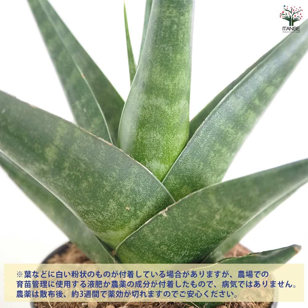 サンスベリア マライカ 【観葉植物 3号／1個売り】