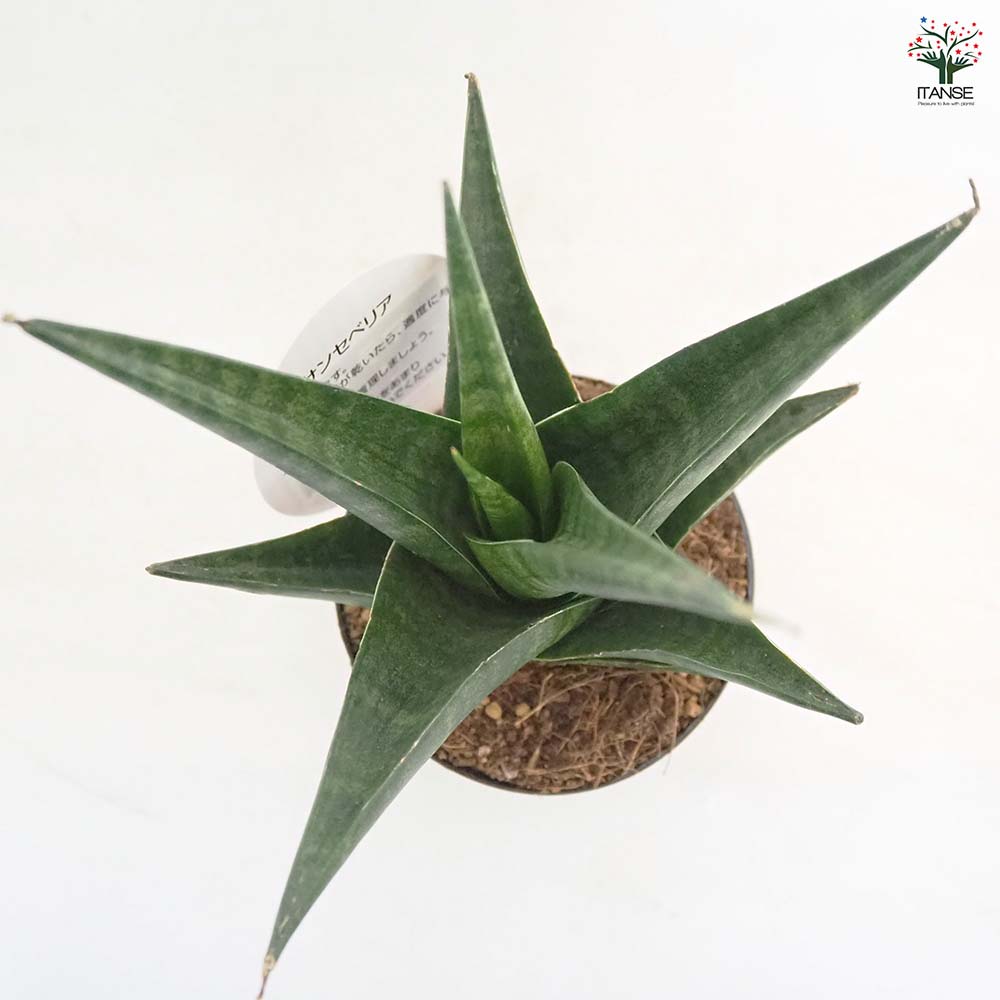サンスベリア マライカ 【観葉植物 3号／1個売り】