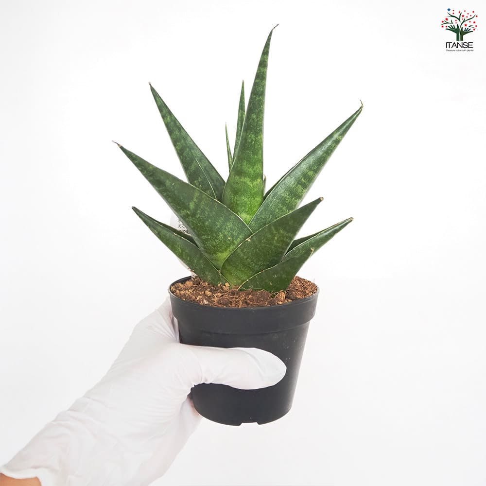 サンスベリア マライカ 【観葉植物 3号／1個売り】