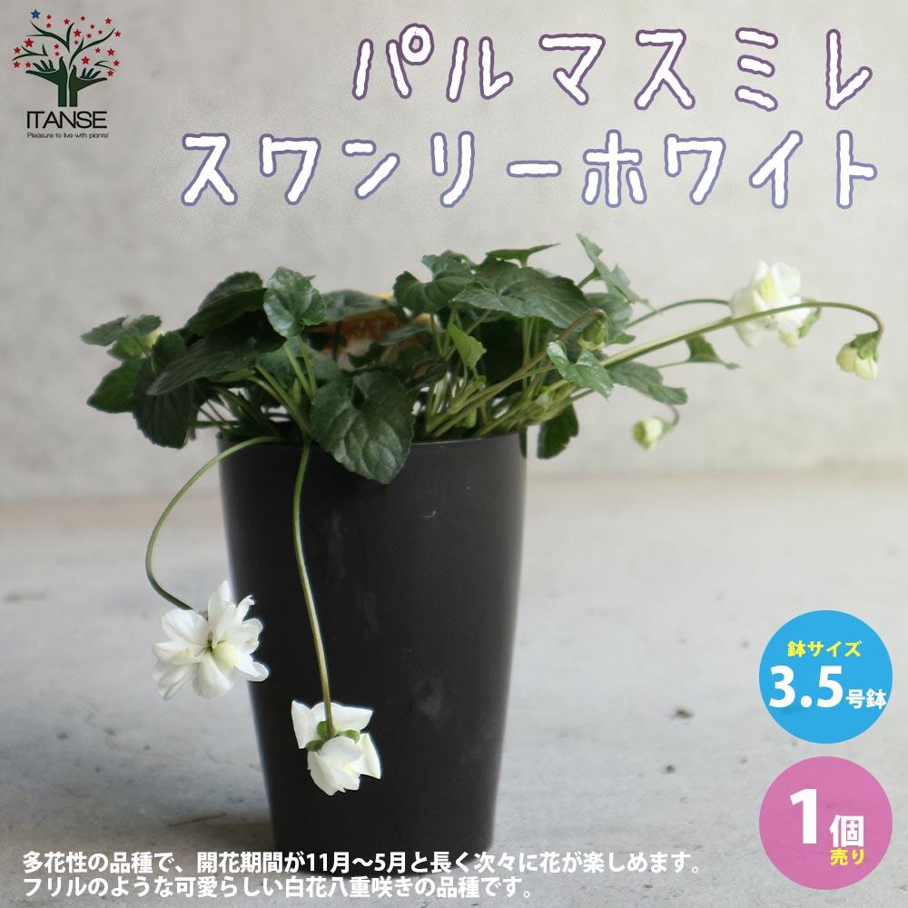 パルマスミレ・スワンリーホワイト【花苗 3.5号鉢／1個売り】｜ 【植物