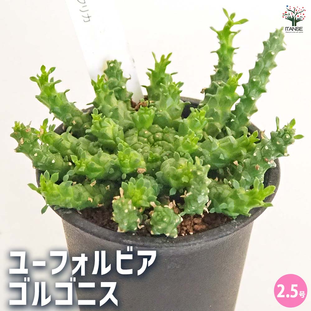 ユーフォルビア ゴルゴニス 【多肉植物 2.5号／1個売り】｜ 【植物の