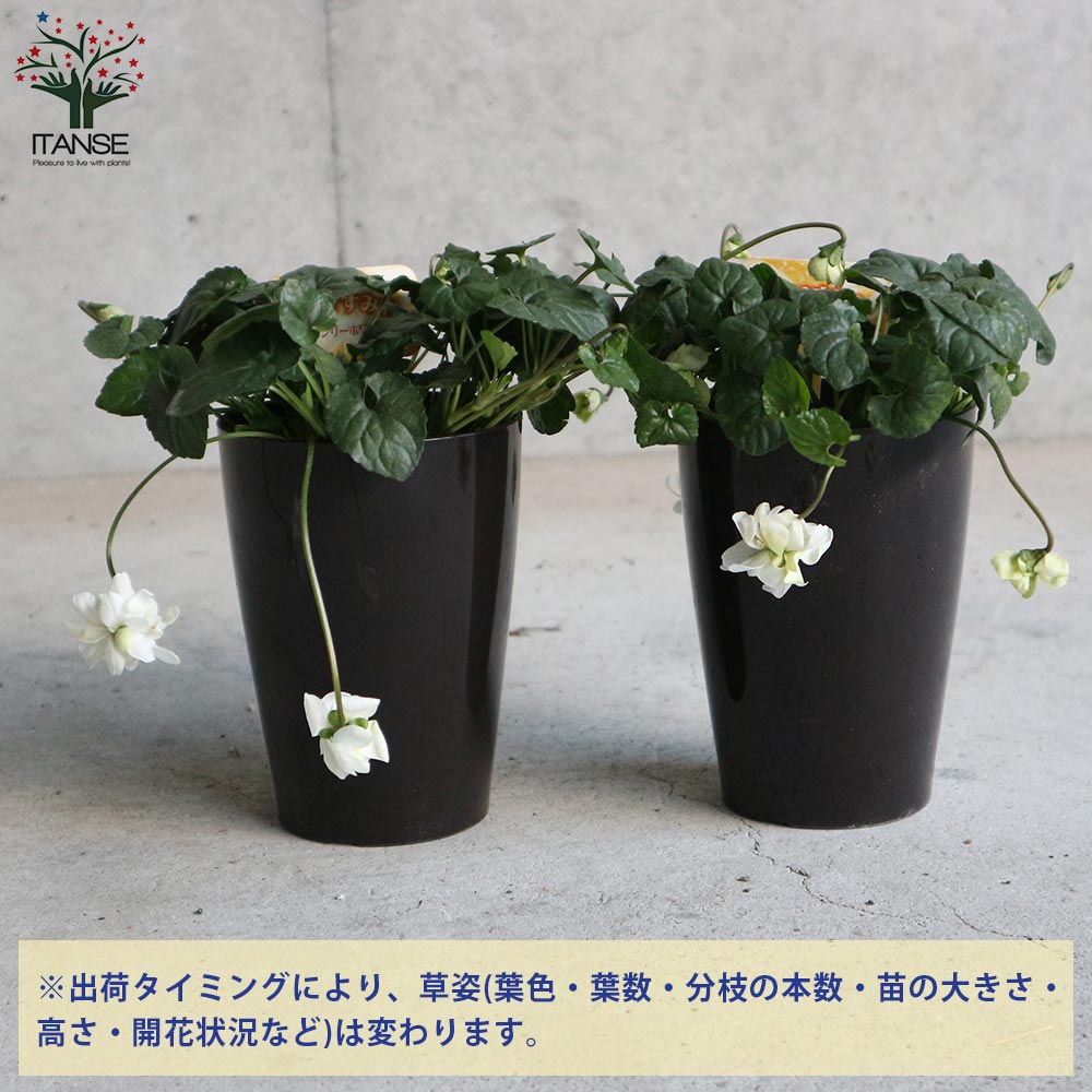 パルマスミレ・スワンリーホワイト【花苗 3.5号鉢／1個売り】｜ 【植物