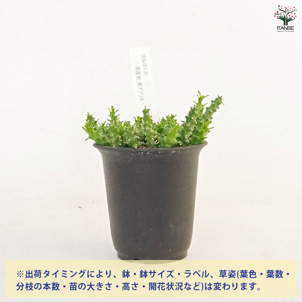 多肉植物）ユーフォルビア ゴルゴニス 3号（1鉢） Amazon.co.jp