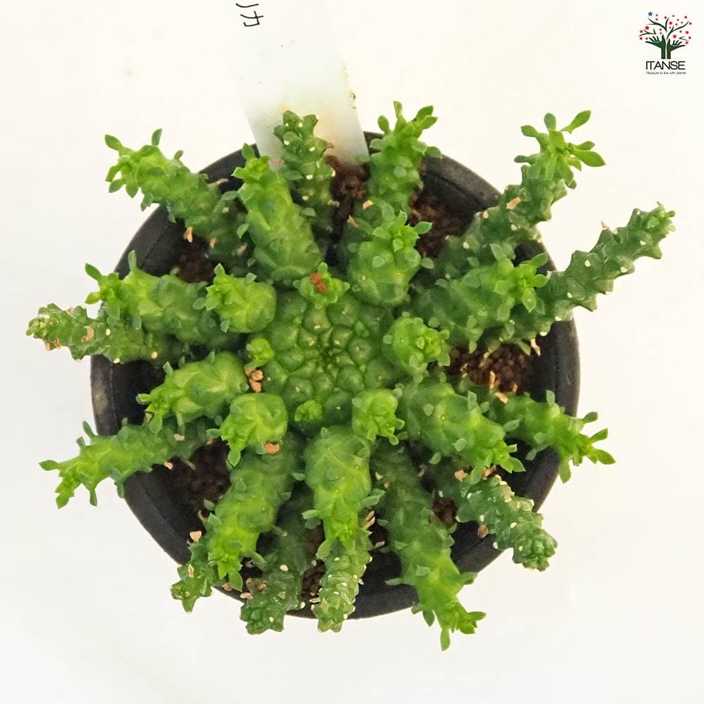 ユーフォルビア ゴルゴニス 【多肉植物 2.5号／1個売り】｜ 【植物の