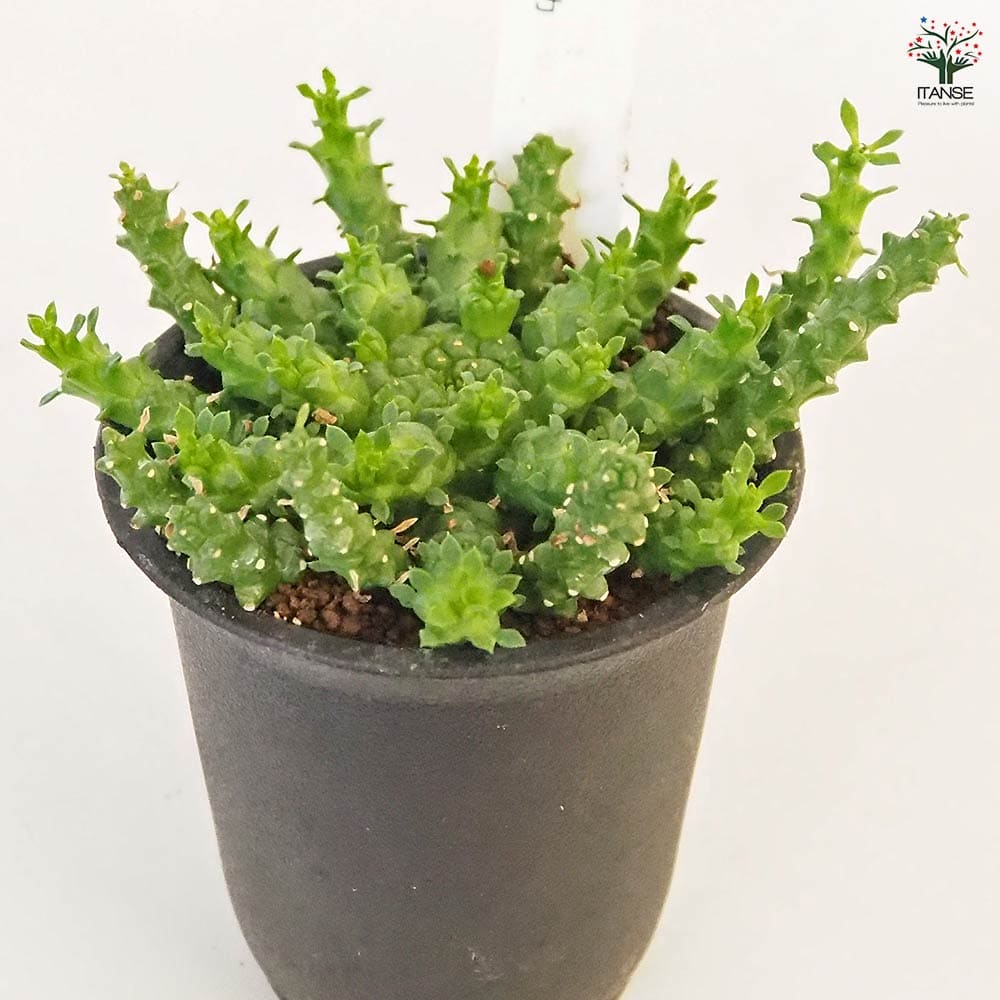 ユーフォルビア　ゴルゴニス ユーフォルビア ゴルゴニス Euphorbia gorgonis No.1 | mana's