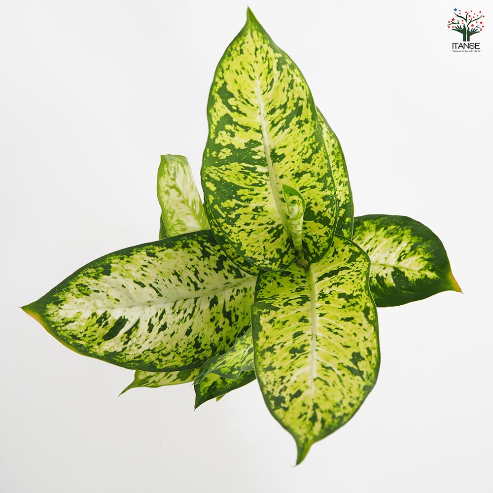 ディフェンバキア サブライム 【観葉植物 4号/1個売り】